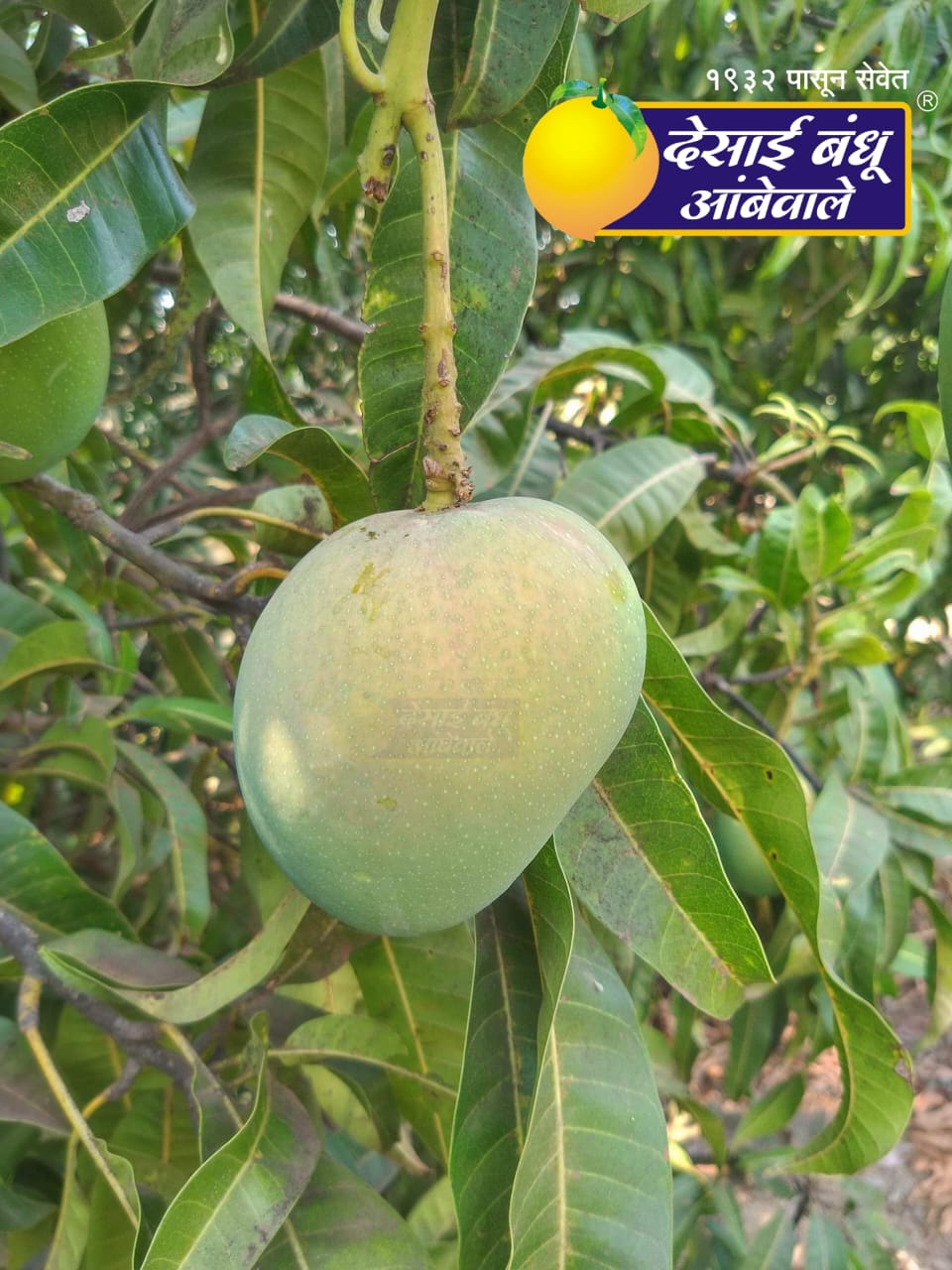 Fresh Mangoes